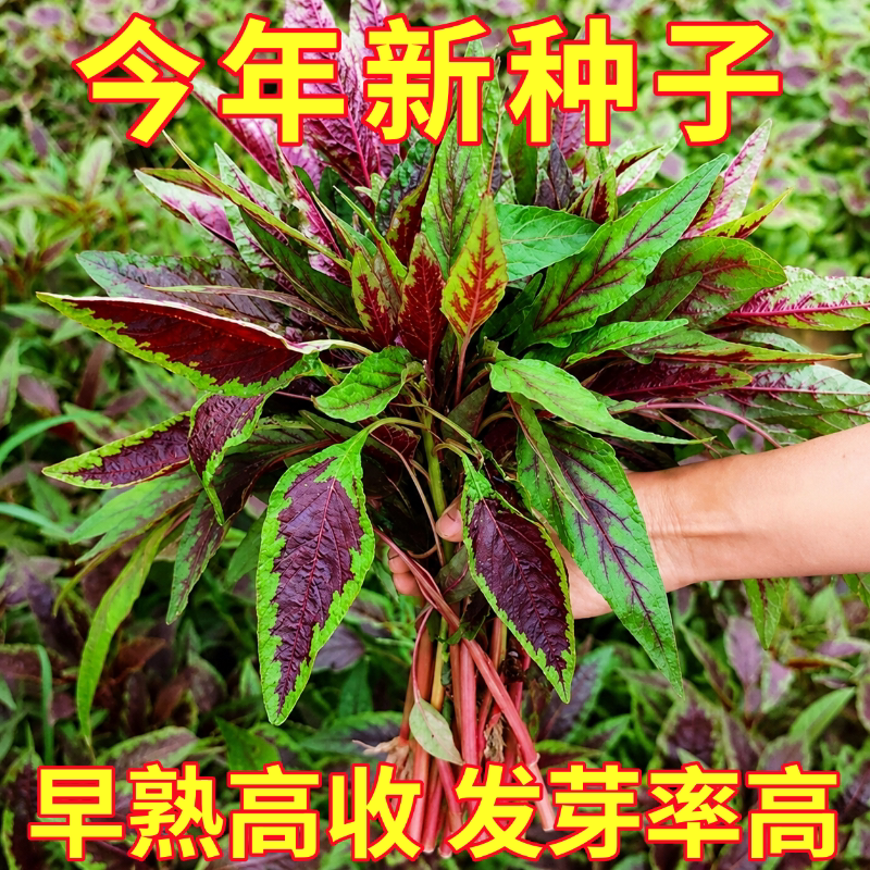 柳叶一点红红苋菜种籽种孑野菜青菜种子四季春夏季秋冬季蔬菜盆栽