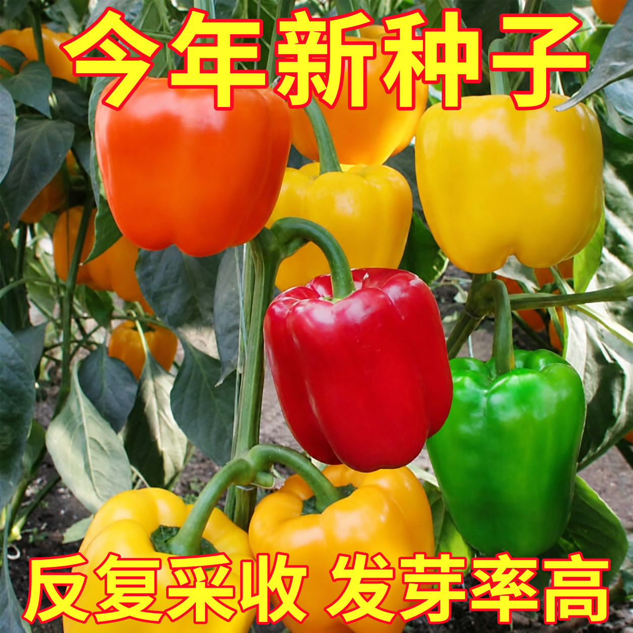 辣椒种子七彩椒五彩甜椒朝天椒长线椒牛角椒蔬菜籽四季播蔬菜种子