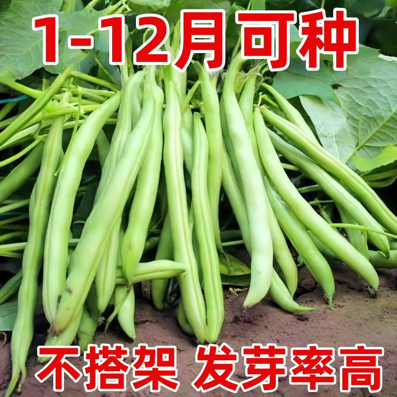 无架四季豆矮地豆种子早熟不爬藤短豆角菜豆种籽可阳台盆栽无筋豆