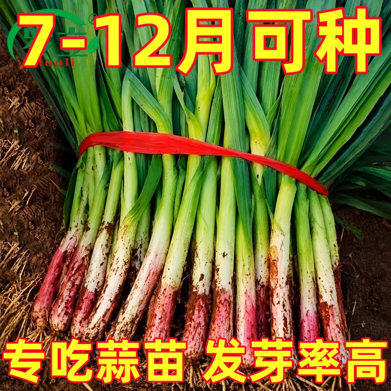 四季宽叶蒜苗大蒜种子大蒜头种籽红根紫皮红皮大蒜苗秋播蔬菜种子