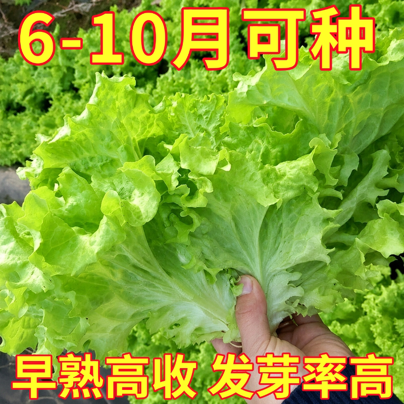 甜脆玻璃生菜种子奶油生菜四季生菜种籽阳台种菜盆栽庭院蔬菜种子