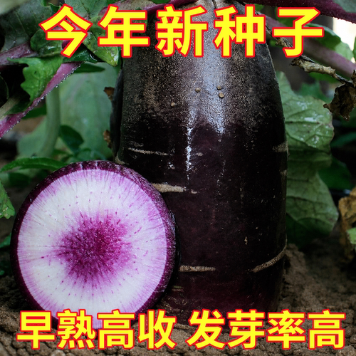 冰激凌水果萝卜种籽大全紫皮萝卜种籽凤梨红心水果萝卜籽种菜孑子