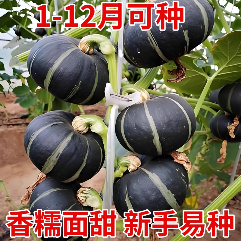 方震贝贝南瓜种子黑色迷你小板栗南瓜种籽甘甜粉糯四季盆栽
