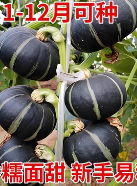 方震贝贝南瓜种子黑色迷你小板栗南瓜种籽甘甜粉糯四季盆栽