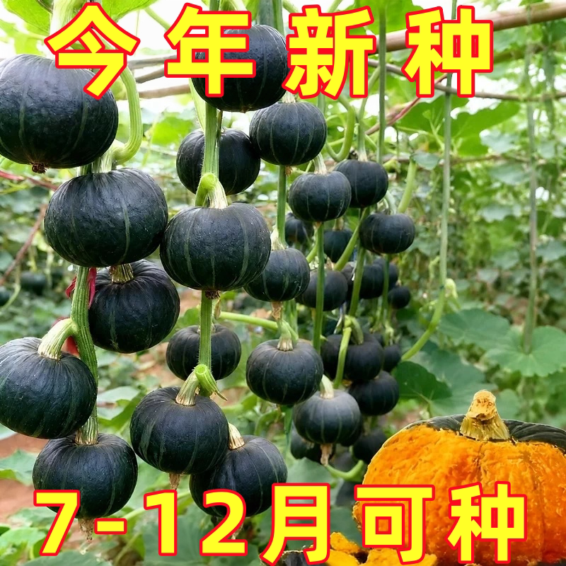 迷你贝贝南瓜种子高产板栗味春秋四季绿贝贝小南瓜种籽蔬菜种籽孑