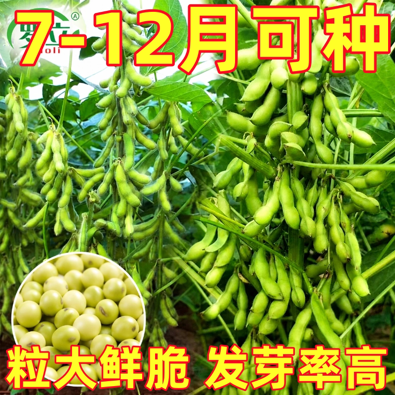 早熟毛豆种籽黄豆大全早高产菜毛豆特大青大豆四季夏季蔬菜种子孑