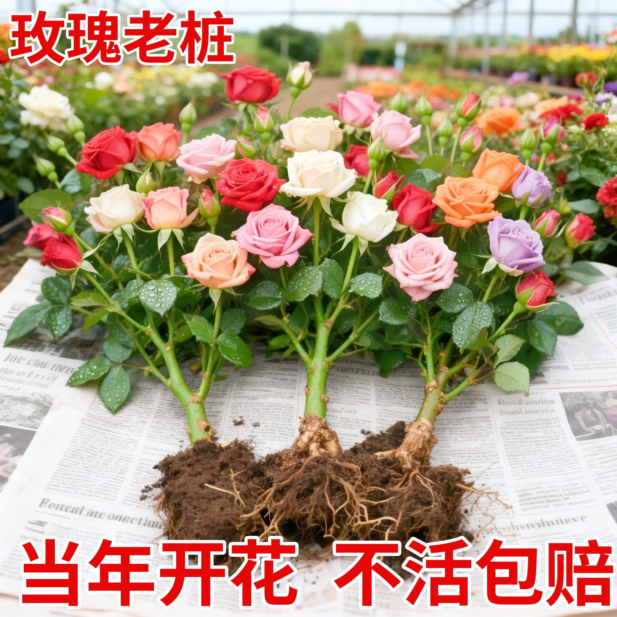 玫瑰花树苗老桩月季花苗特大花盆栽卉红蔷薇多色果汁阳台