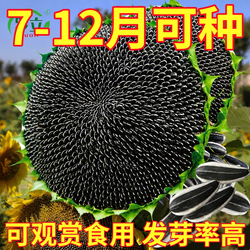 食用向日葵种子种籽矮葵花油葵盆栽观赏孑花苗活苗蔬菜子菜种幼苗