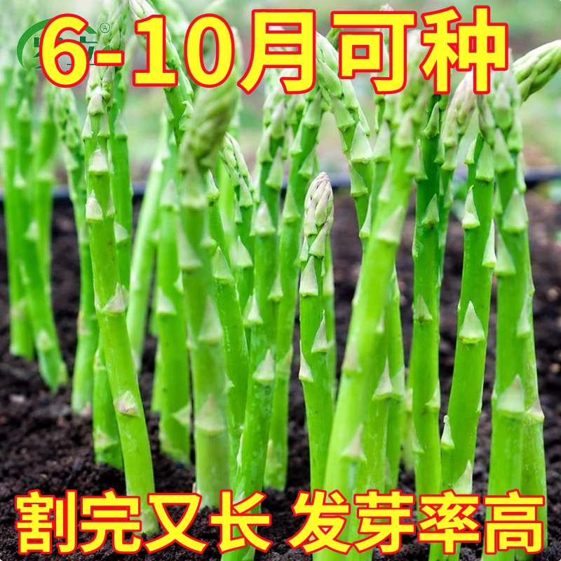 芦笋种籽芦笋根苗蔬菜种子种植高产菜苗秧家庭阳台盆栽南方秋季种