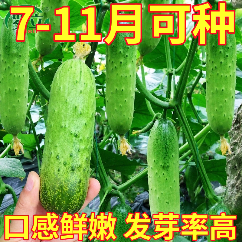 唐山秋瓜秋黄瓜种籽老品种黄瓜种子高产水果黄瓜阳台盆栽春秋播种