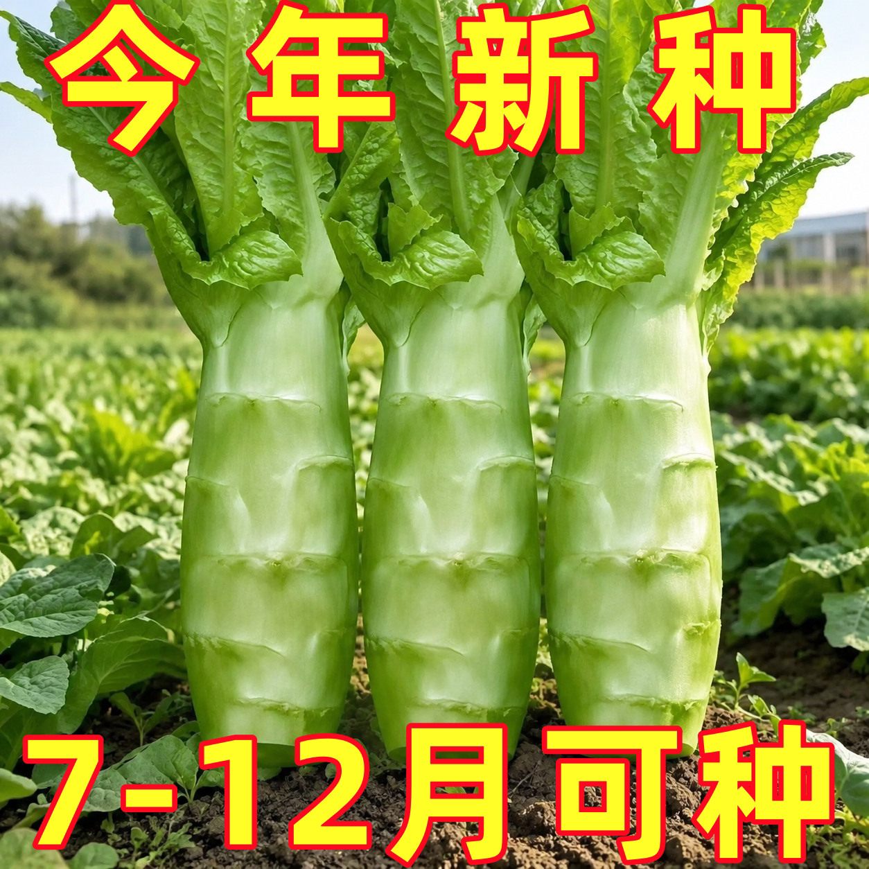 泰国罗汉莴笋种子四季圆叶竹节短粗鸡腿莴笋种籽耐热农家蔬菜种孑