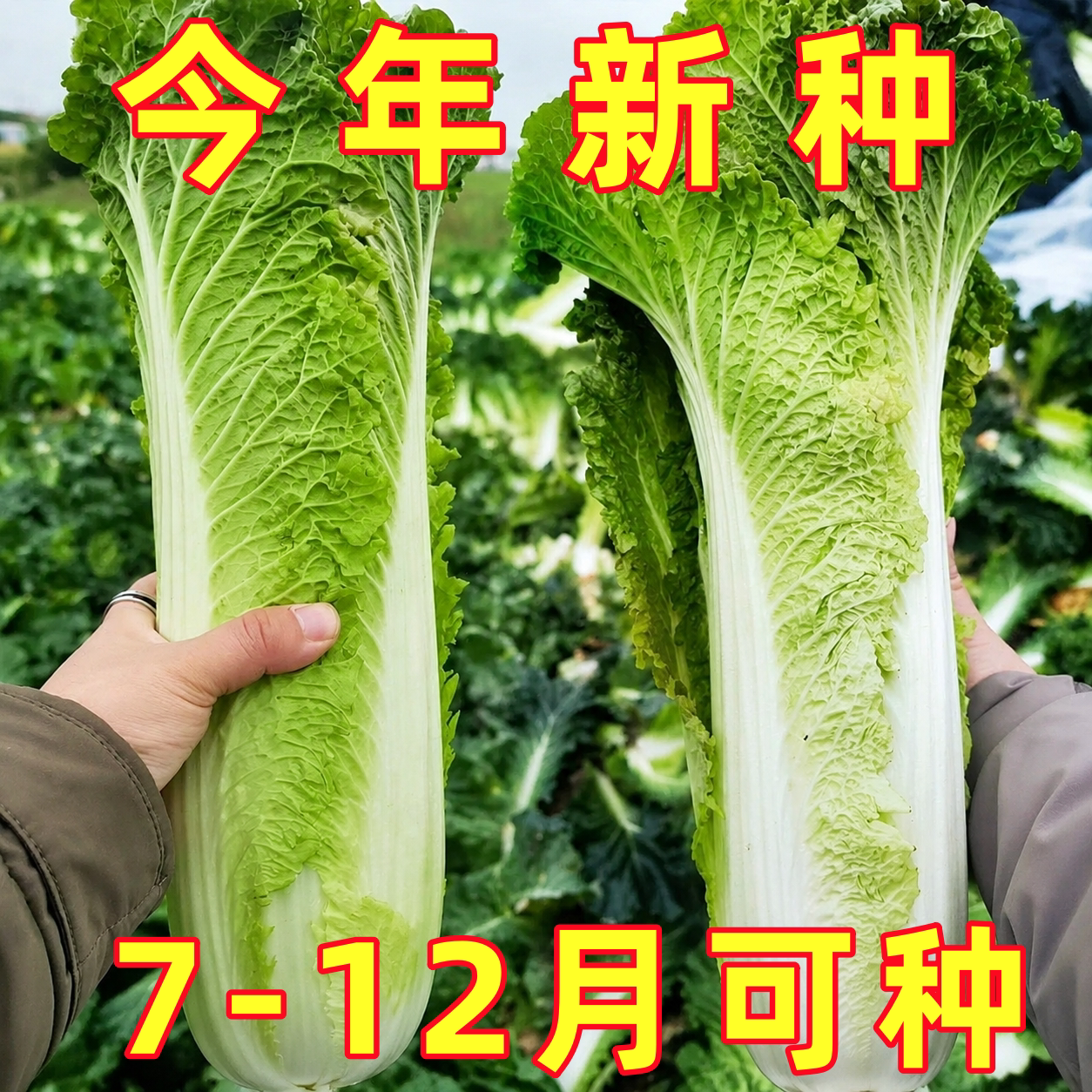 天津青麻叶直筒形白菜种子四季播秋季绿大青麻叶大白菜蔬菜种籽