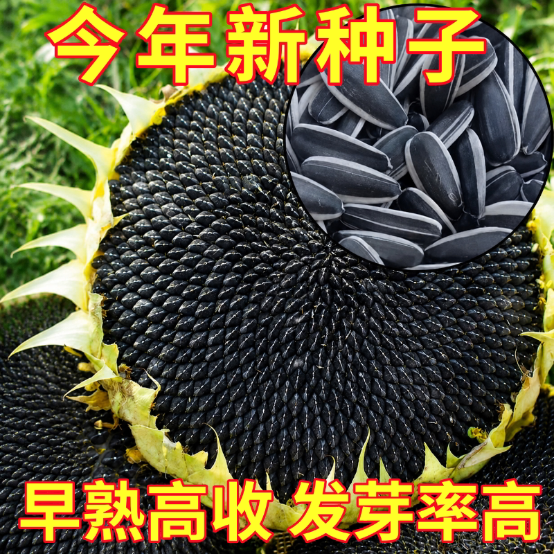 向日葵种子种孑向日葵籽阳台盆栽四季播种开花高杆观赏食用葵花籽