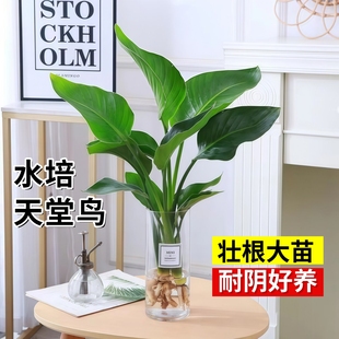 天堂鸟客厅旺宅绿植室内水培植物花卉桌面盆栽易养活鹤望兰办公室