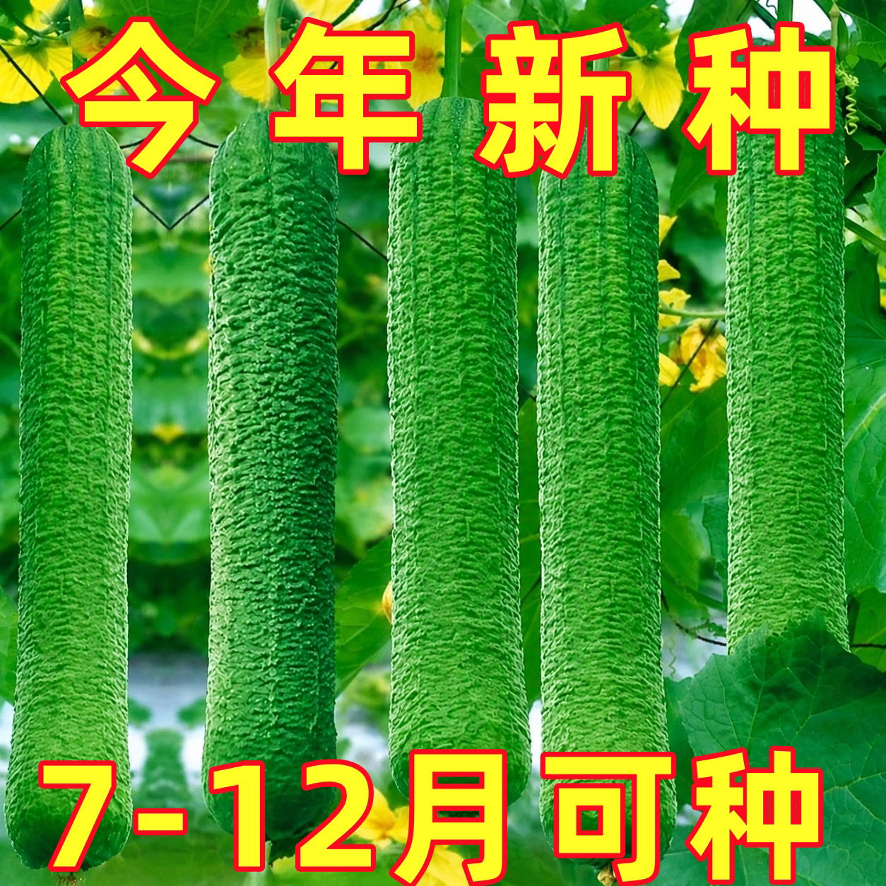 高产特大肉丝瓜种春夏秋季特长丝瓜籽农家庭院爬藤种子蔬菜菜种子