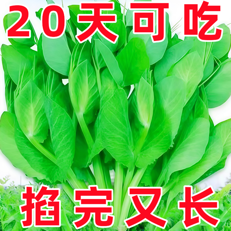 四川大无须豌豆尖种子豌豆苗籽芽苗菜种籽水培秋季种植蔬菜籽大全