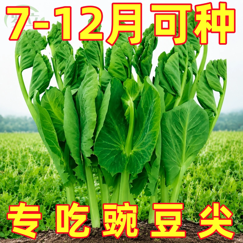 无须豌豆苗种子豌豆尖种子四季阳台盆栽易种芽苗菜秋冬季蔬菜种子