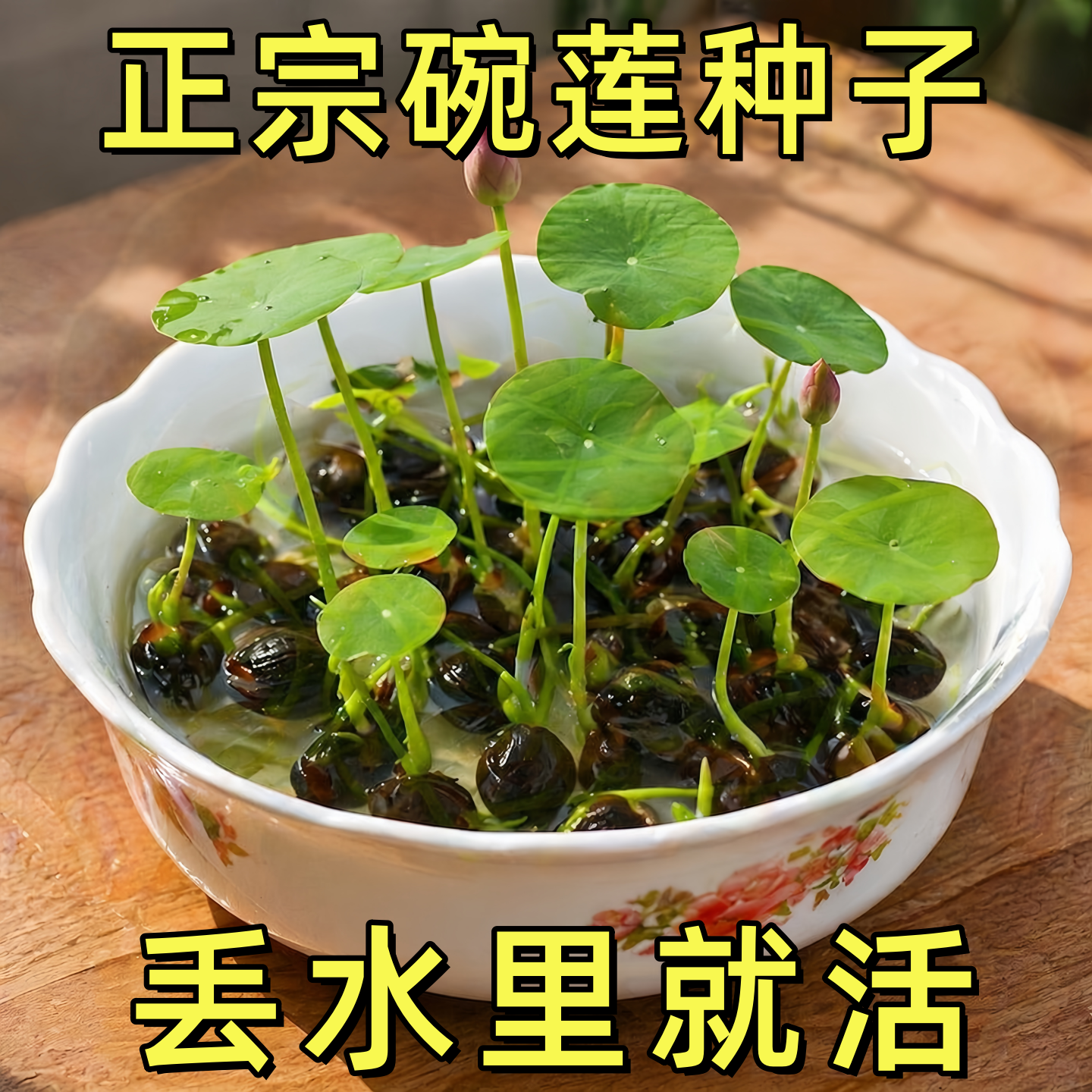 水培碗莲种籽子四季睡莲荷花水养植物室内缸养盆栽铜钱草草籽种孑