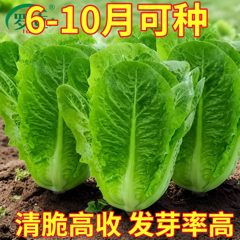 孔雀菜种子正宗沙拉生菜种籽苗秧四季盆栽咖啡菜蔬菜菜种菜苗籽种