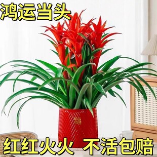 鸿运当头盆栽带花大型绿植盆栽红星凤梨花卉好养室内客厅开业送礼