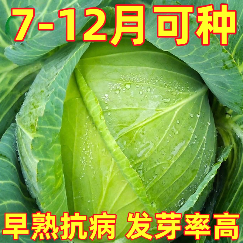绿宝甘蓝种子甜脆包菜卷心菜圆菜阳台盆栽庭院春秋季农家蔬菜种籽