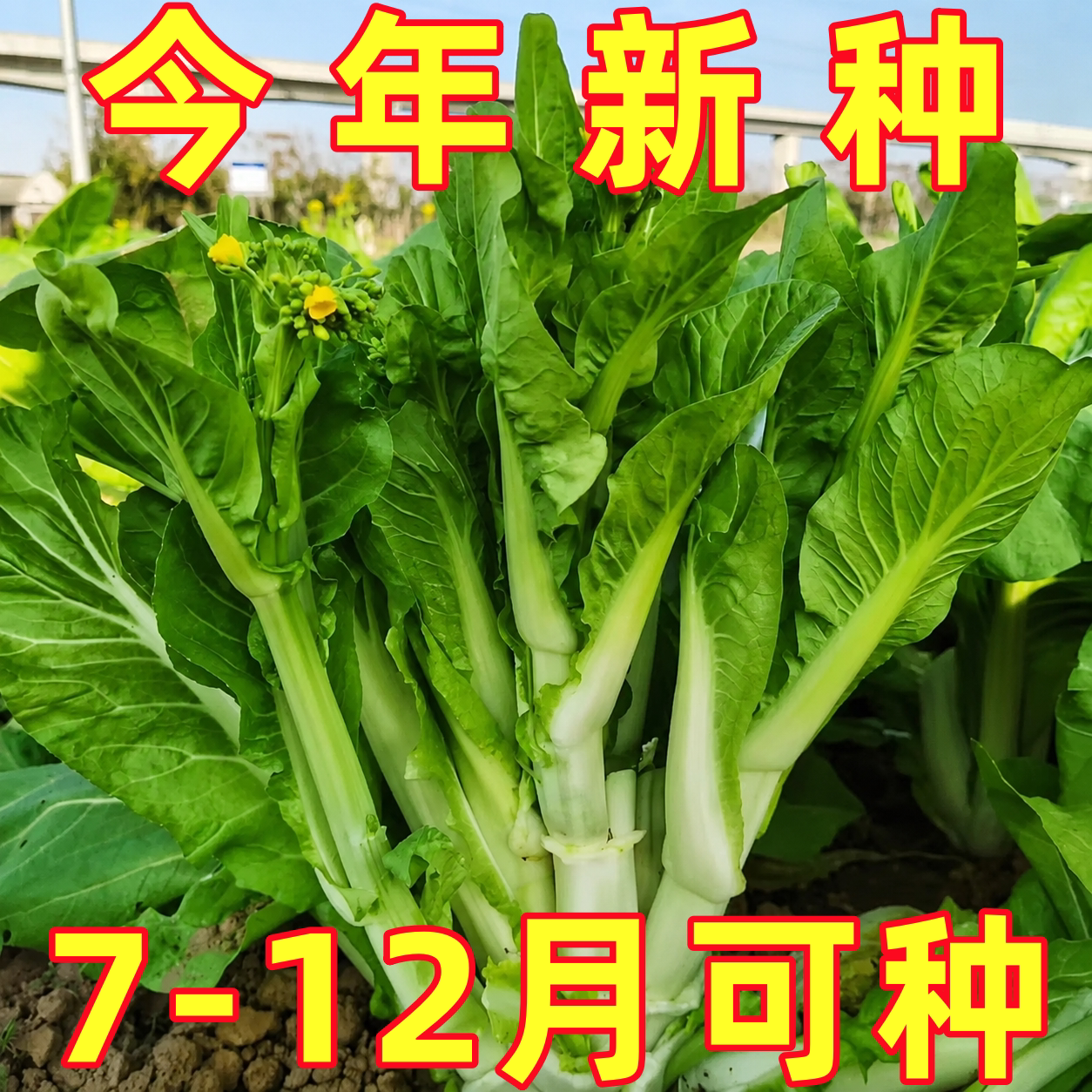白菜苔种子种籽大全菜种苔菜四季菜心菜苔孑子菜芯籽种白莱苔种籽