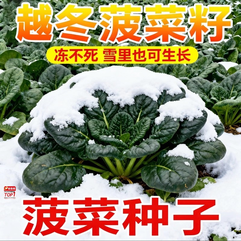 菠菜种子耐寒老品种大叶菠菜种子四季抗寒大叶圆叶红根菠菜种子籽