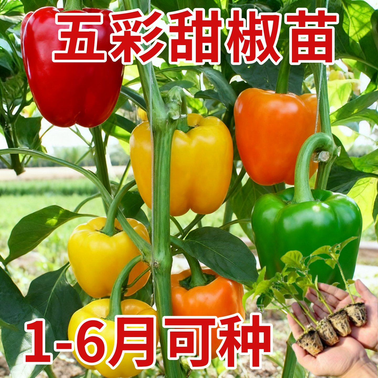山东寿光五彩甜椒苗大果带土红黄绿紫方椒太空椒水果蔬菜辣椒种子,鲜花速递/花卉仿真/绿植园艺,种苗/半成品盆栽,淘宝优惠券,粉丝福利购,淘宝优惠卷