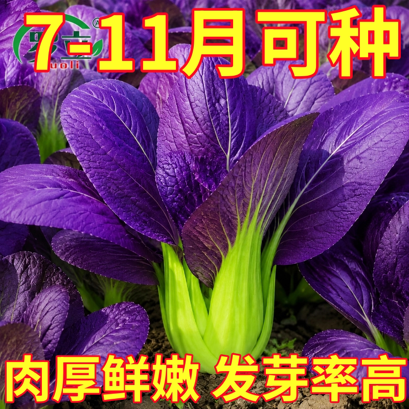 耐高温紫罗兰紫油菜种籽紫色上海青小青菜四季播阳台盆栽蔬菜种子