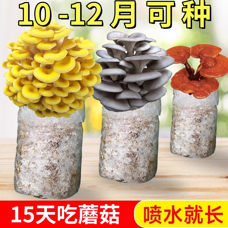 黑木耳菌包蘑菇菌种子菌菇种植包平菇香菇磨菇种自种菌种家庭家种