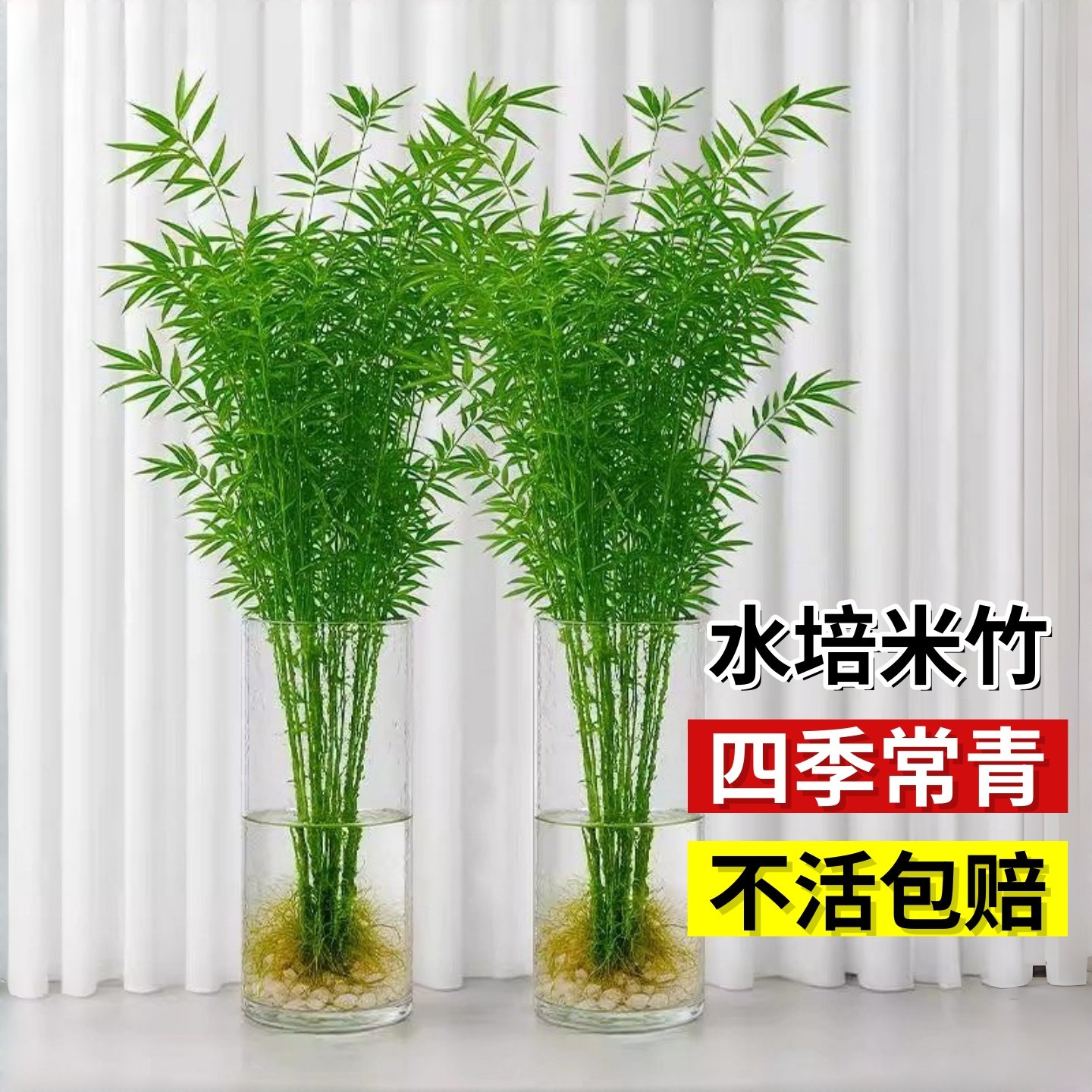 水培米竹盆栽室内水培植物观音竹富贵竹南绿天竹懒人植四季好养活,鲜花速递/花卉仿真/绿植园艺,水生植物,淘宝优惠券,粉丝福利购,淘宝优惠卷