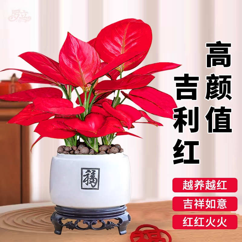 吉利红盆栽如意皇后花可水可土培室内四季绿植客厅发财树花卉植物
