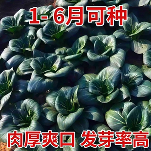 黑叶矮脚苏州青种子黑大头抗寒肉厚青梗菜小油菜种籽四季青菜种子
