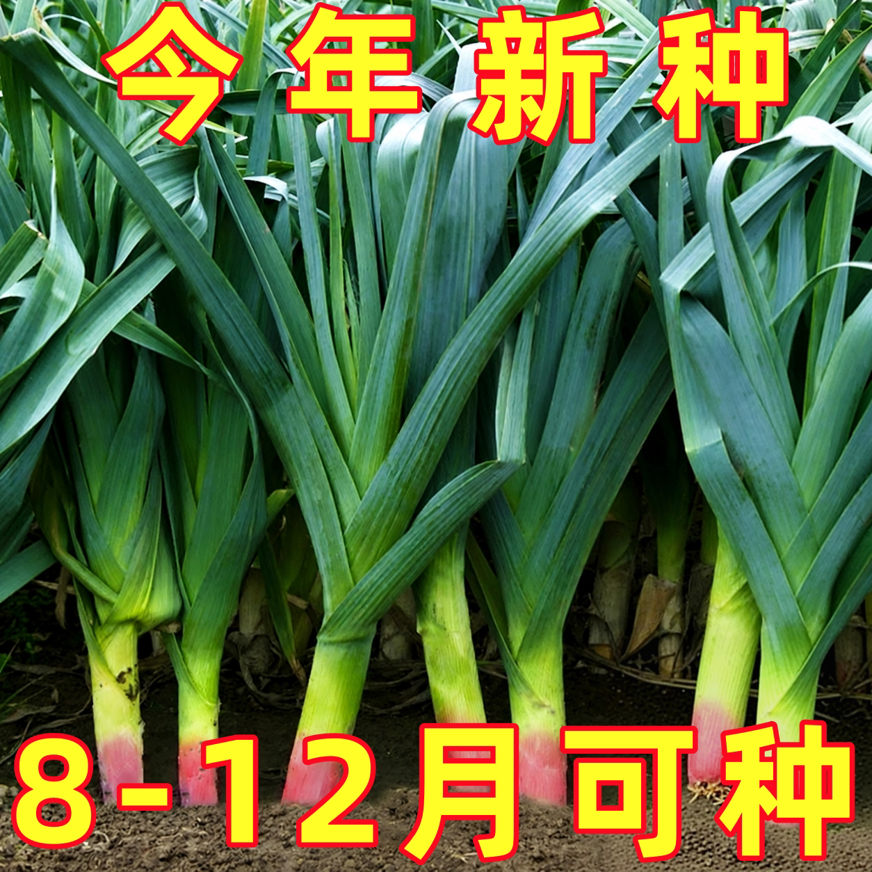 大蒜种子红根蒜苗种孑农家红皮蒜头蒜薹四季阳台盆栽紫皮大蒜种籽