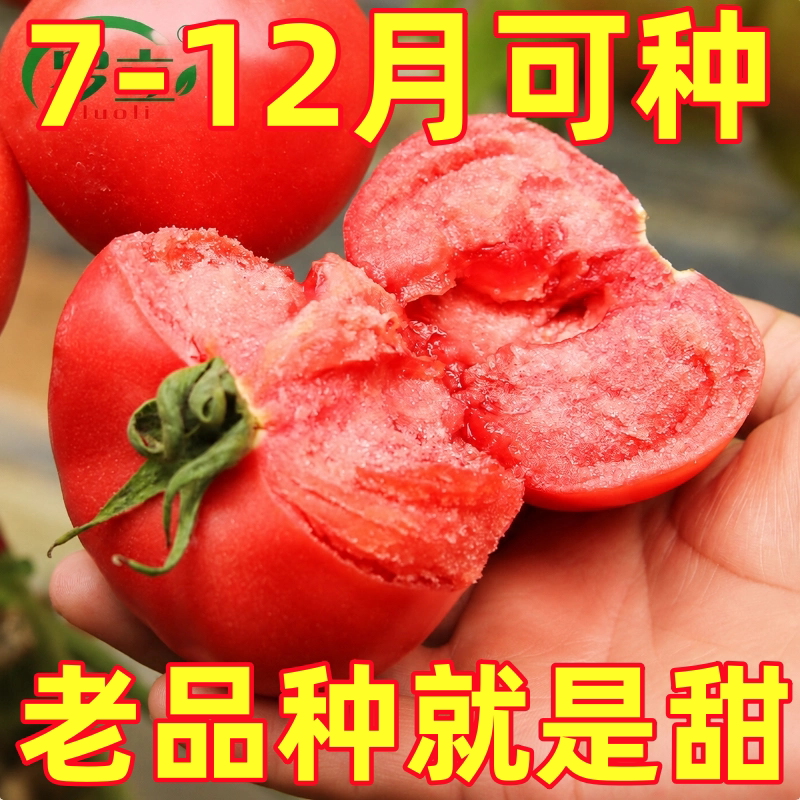 老品种番茄种子种籽蔬菜苗普罗旺斯西红柿苗盆栽孑秧苗带土苗树