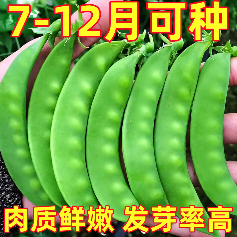 大荚荷兰豆种子菜豌豆种籽子四季寿光春季蔬菜孑蚕豆碗豆尖夹苗种