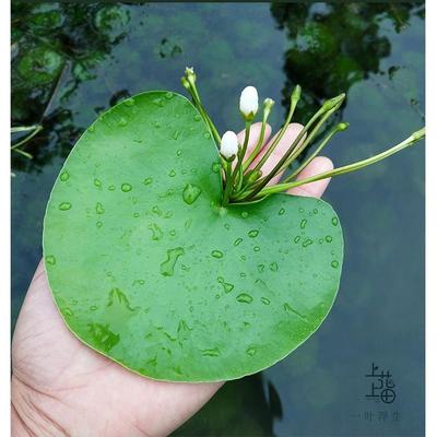 一叶莲无土水生植物养鱼池