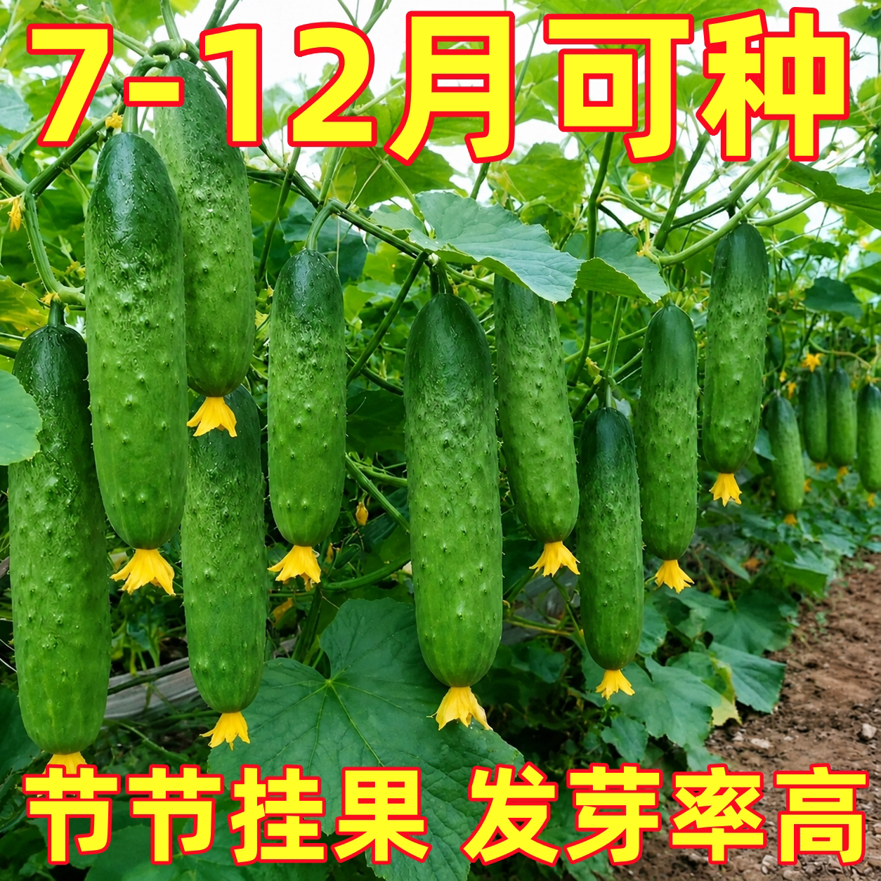 唐山秋黄瓜种子旱水果黄瓜四季番茄春夏秋蔬秧苗盆栽南方小青瓜