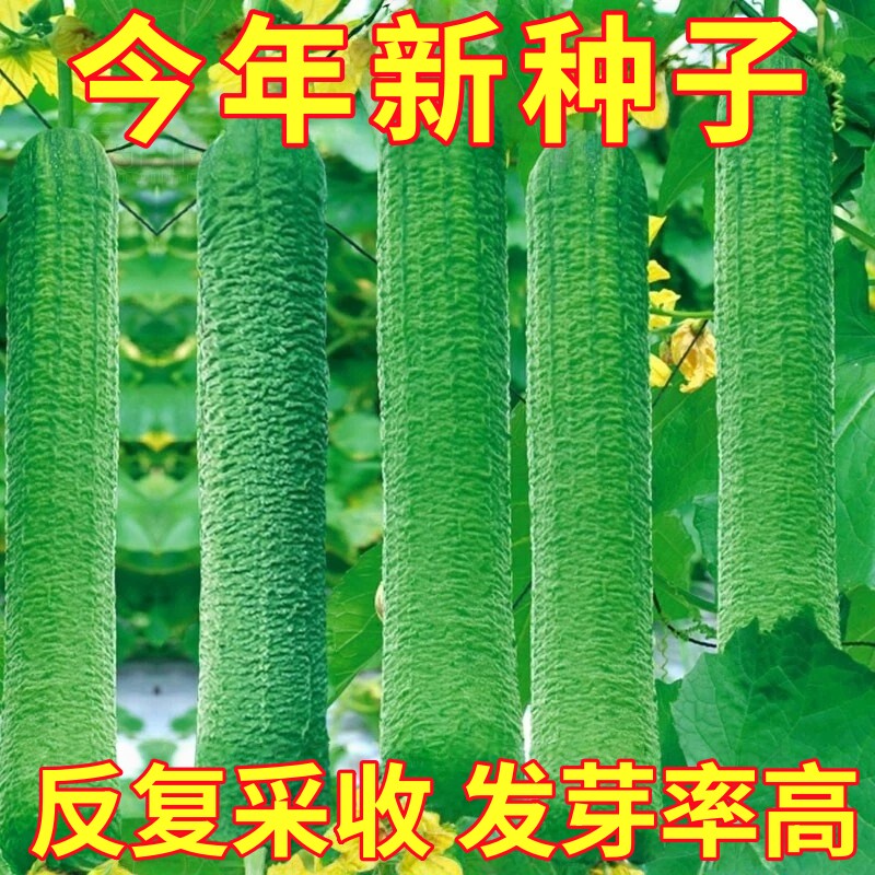 大肉丝瓜秧苗短棒肉丝瓜香甜特大鲜花中绿八角棱丝瓜种子四季盆栽