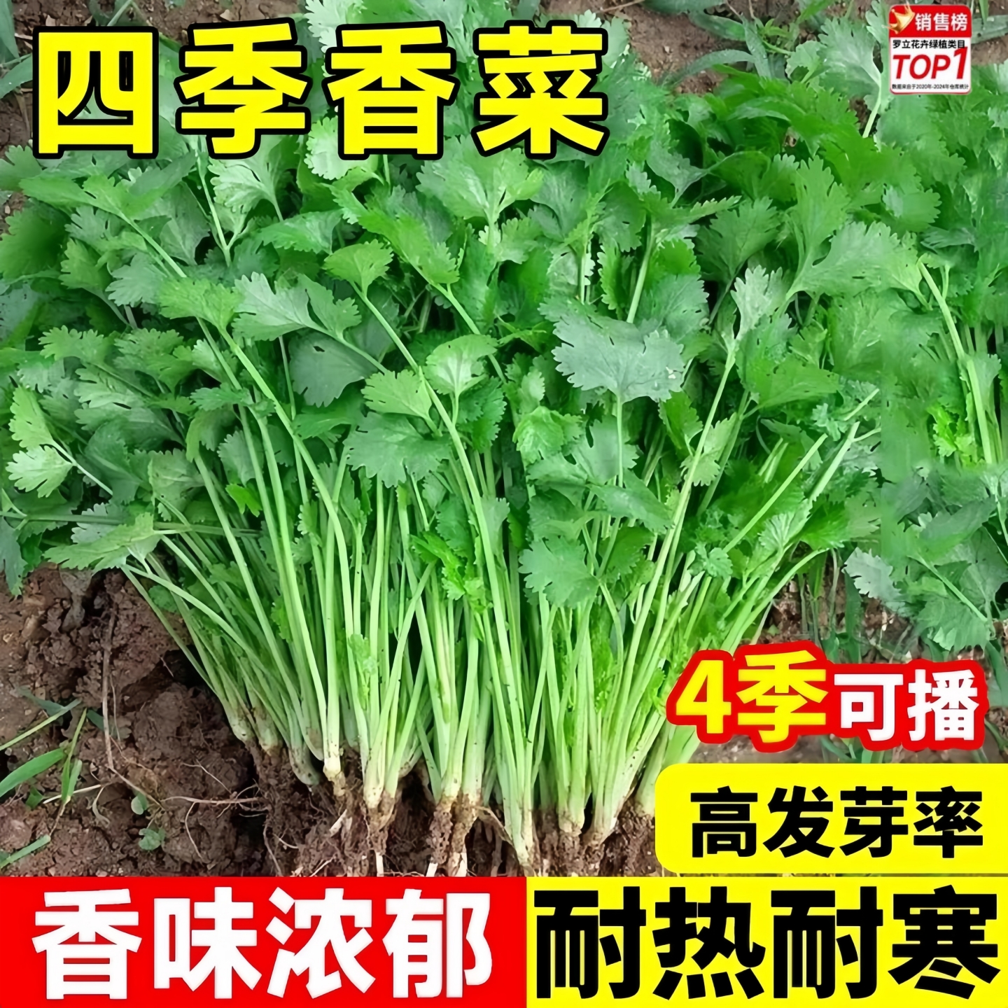 香菜种子四季香菜籽种农家老品种小叶种籽耐寒蔬菜大全盆栽香菜籽