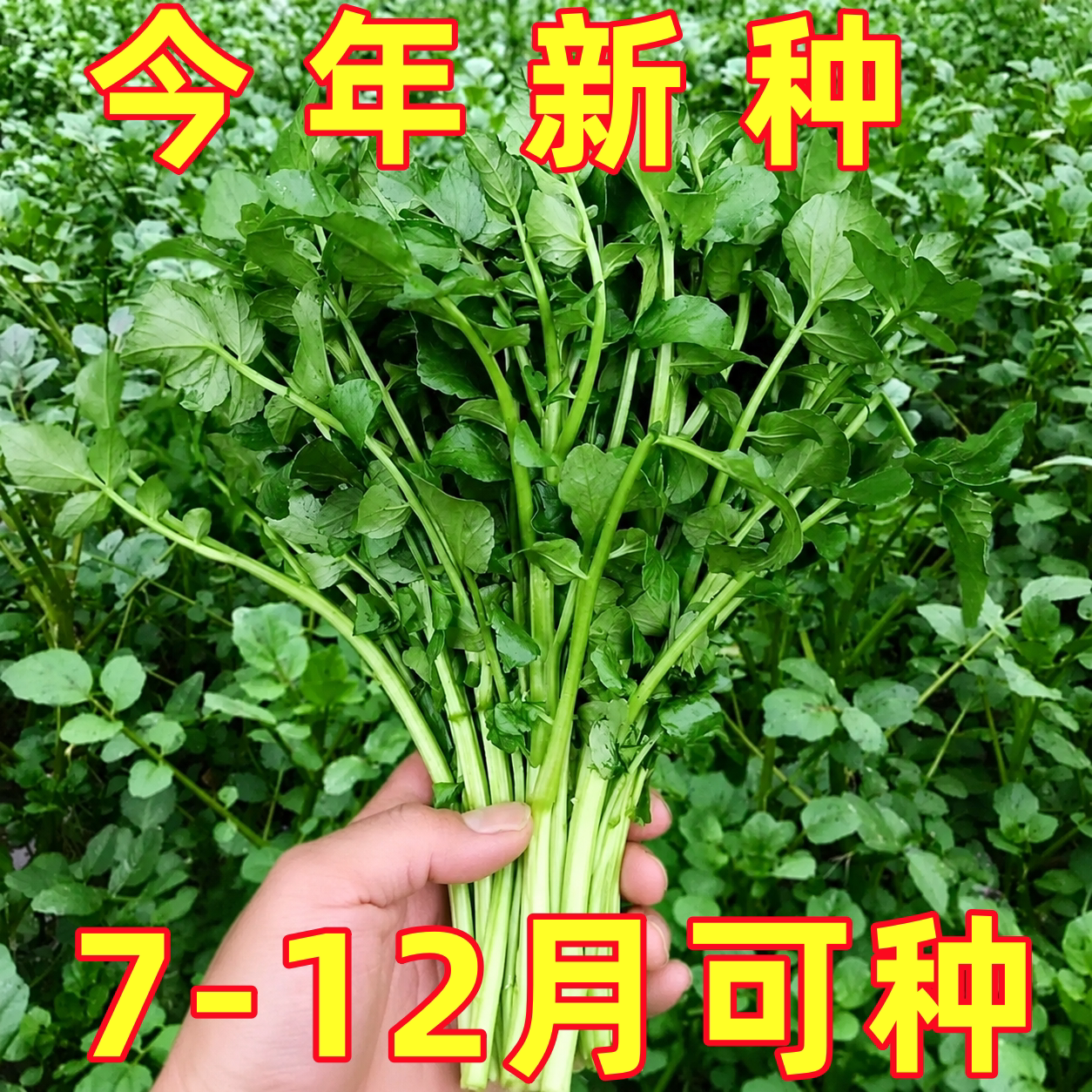 西洋菜种籽豆瓣菜种子四季菜种水芥菜蔬菜孑子盆栽菜籽小青菜籽种