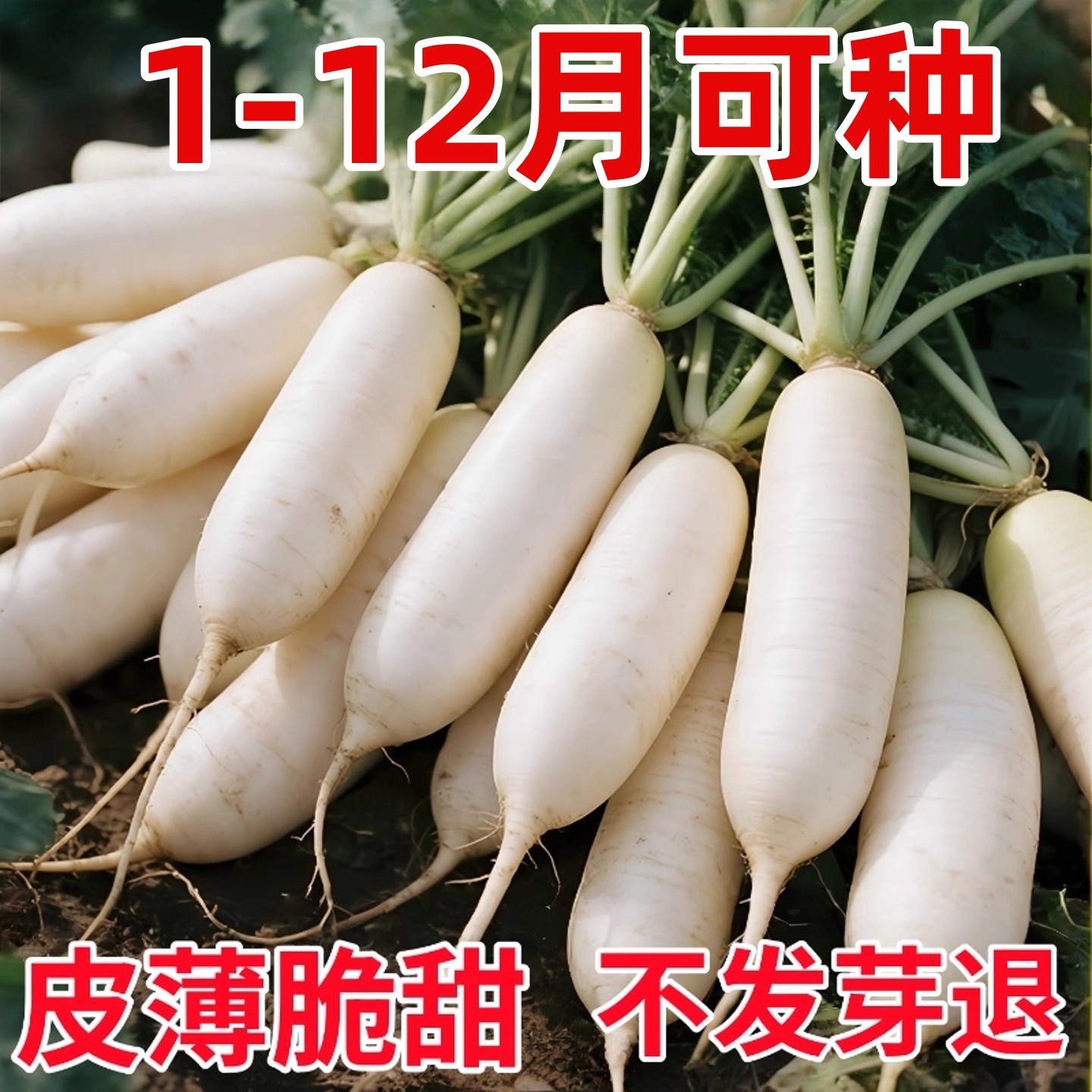 韩国白玉春萝卜种子春白玉萝卜种籽水果白萝卜四季蔬菜阳台庭院,鲜花速递/花卉仿真/绿植园艺,种苗/半成品盆栽,淘宝优惠券,粉丝福利购,淘宝优惠卷