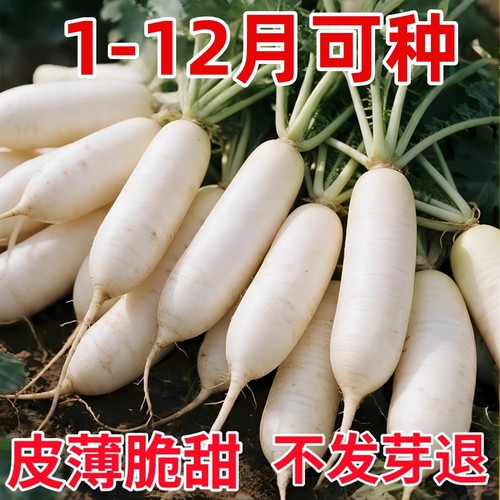 韩国白玉春萝卜种子长白萝卜种籽九斤王蔬菜种子四季罗卜种子包邮