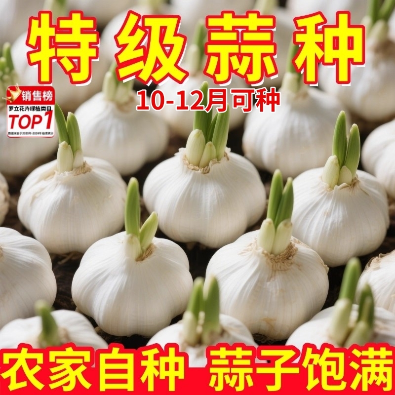 正宗大蒜种子种籽紫皮宽叶蒜农家红根蒜苗种四季种植蒜苔盆栽蔬菜