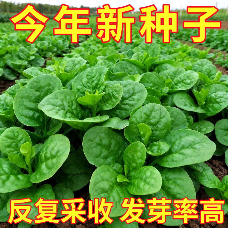 大叶木耳菜种籽阳台庭院蔬菜种子孑奶油木耳菜种子小青菜四季种植