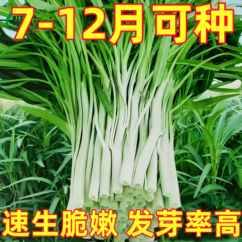 高产柳叶白杆空心菜种子正宗通心菜种籽南方春夏四季青菜蔬菜种孑