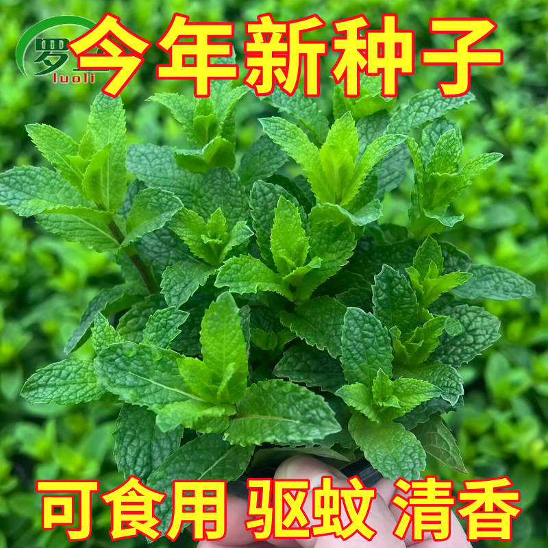 薄荷种子家庭阳台盆栽薄荷种籽柠檬薄荷清凉夏季香草易种高产耐热
