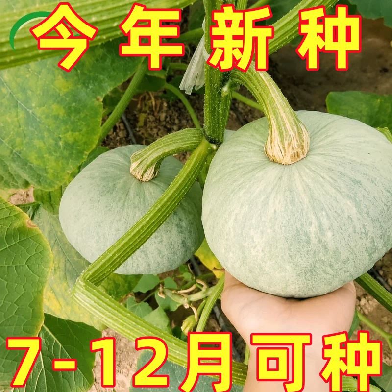 银栗南瓜种子新疆白皮板栗南瓜种籽庭院菜种籽春季蔬果蔬菜种子孑