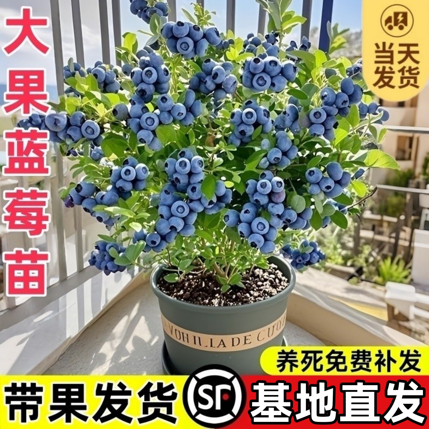 【带果蓝莓】大果蓝莓香甜室内盆栽庭院地南北方种植当栽年结果