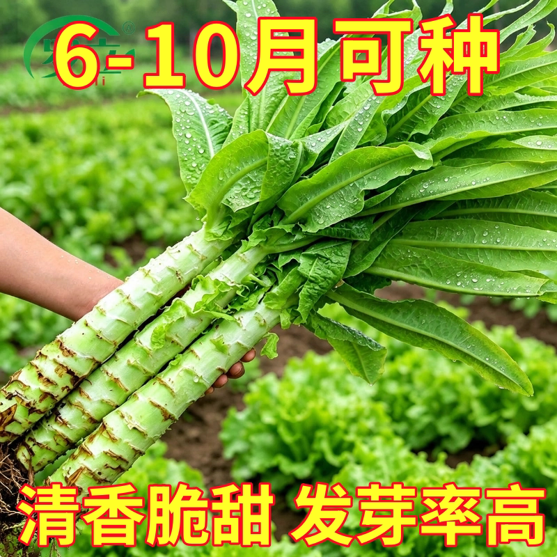 莴苣种籽香莴笋四季莴苣种子莴笋菜种籽种孑秋冬季菜苗大全农家蔬
